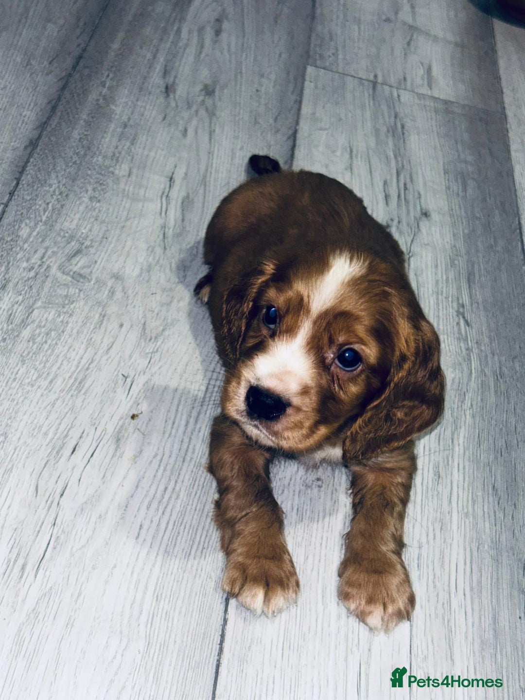 Cocker Spaniel dogs for sale: Cocker Spaniel Puppies  - Image 3