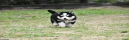 Pomsky dogs for sale: Genuine Pomsky puppies from health tested parents - Advert 16