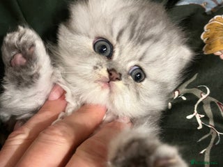 Persian cats Pure Persian kittens for sale - Advert 4