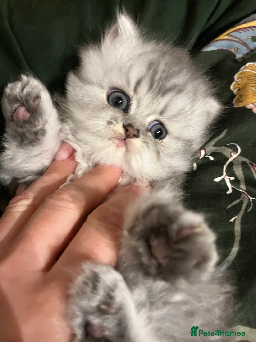 Persian cats for sale: SOLD .  - Advert 2