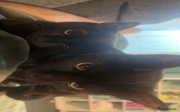 Mixed Breed cats for sale: Paired black cats for rehoming *Must go together* - Image 4