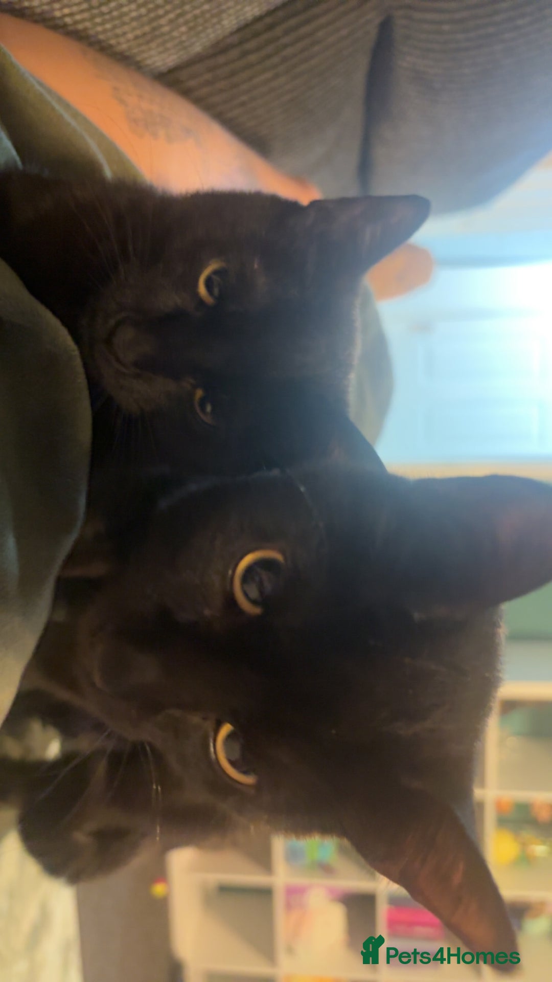 Mixed Breed cats for sale: Paired black cats for rehoming *Must go together* - Image 4