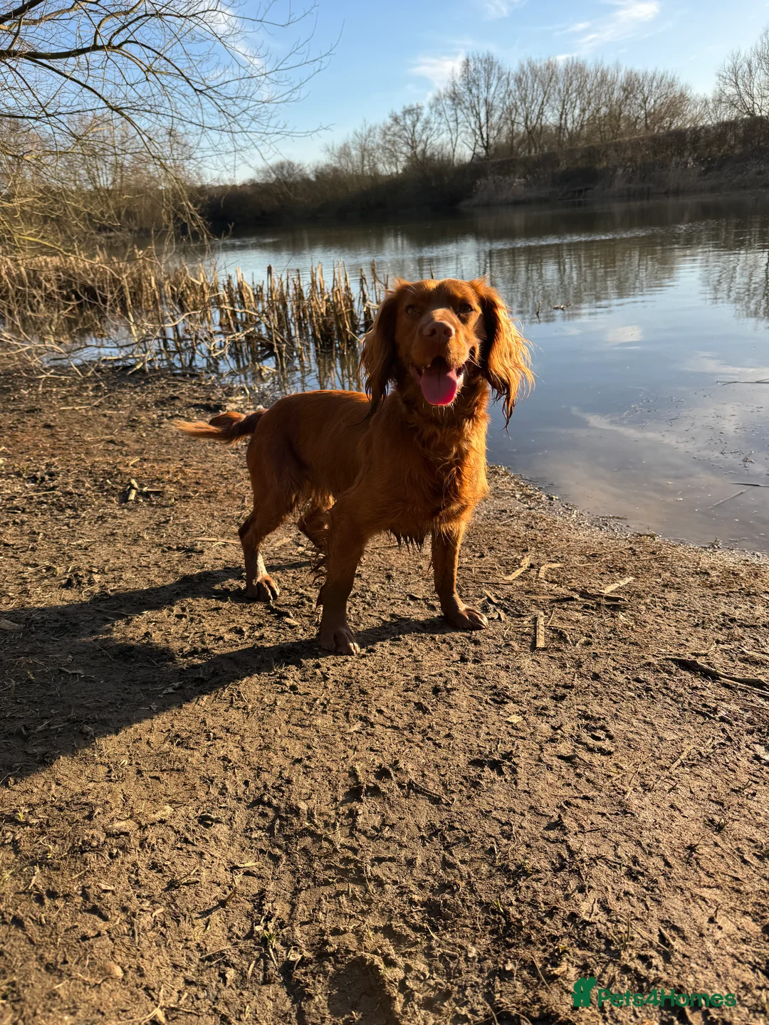 Cocker Spaniel dogs for stud: *Goofy* Standing at STUD only in Barnsley - Advert 4