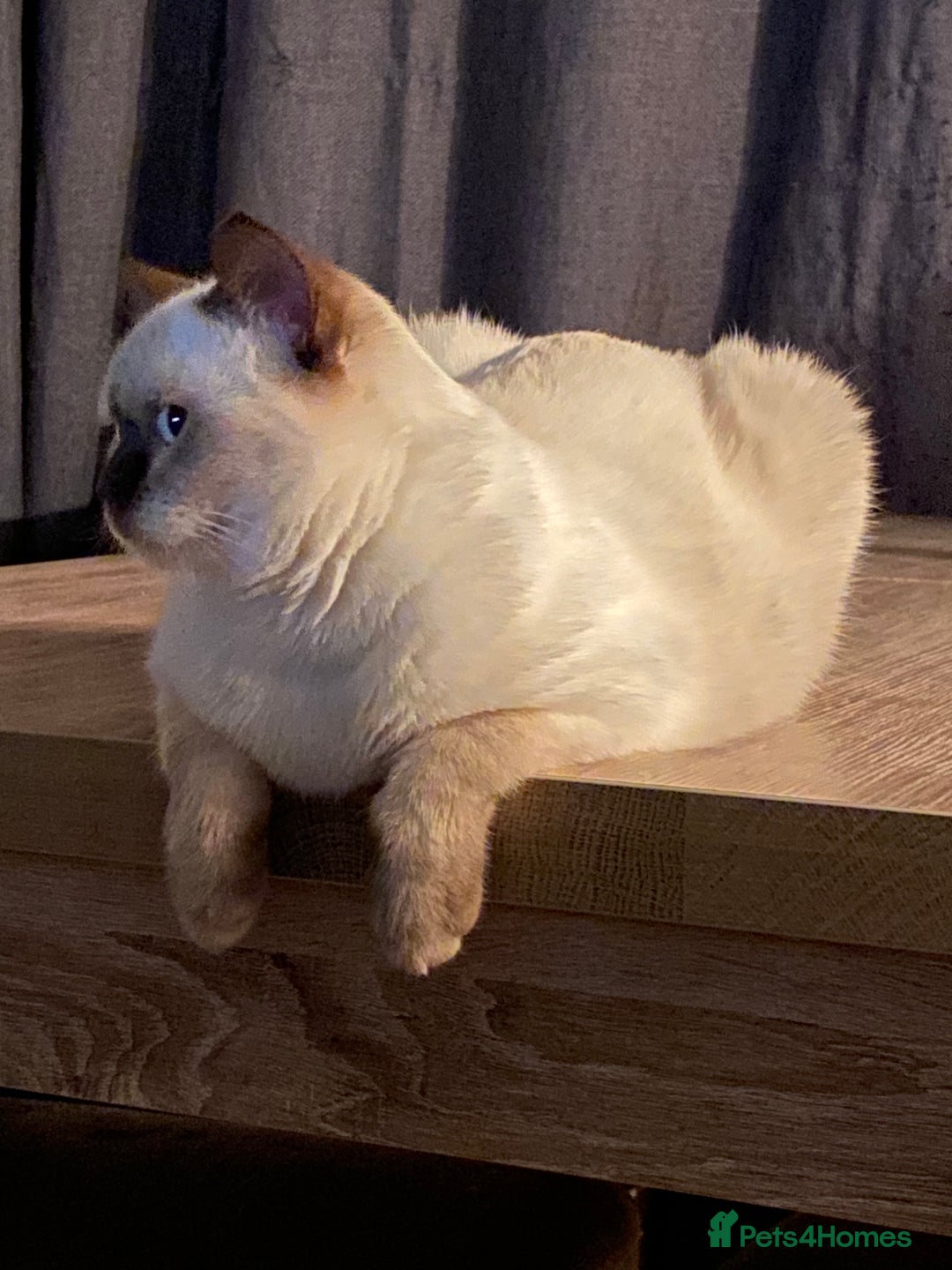 British Shorthair cats for sale: Seal Colourpoint British Shorthairs Duke&Darcey - Advert 7