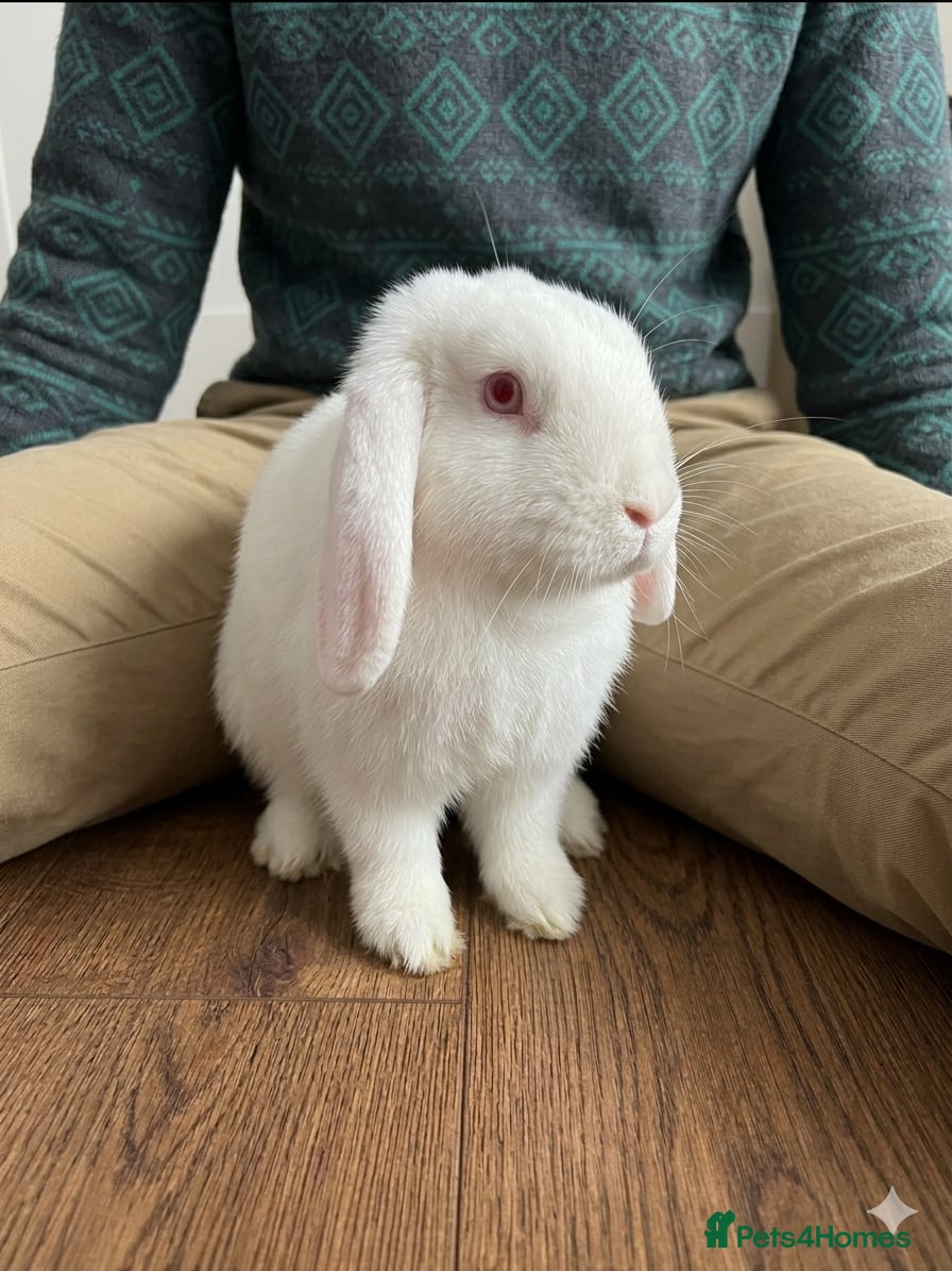 Mixed Breed rabbits Friendly Female Rabbit looking for loving home - Advert 11