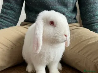 Mixed Breed rabbits Friendly Female Rabbit looking for loving home - Advert 11