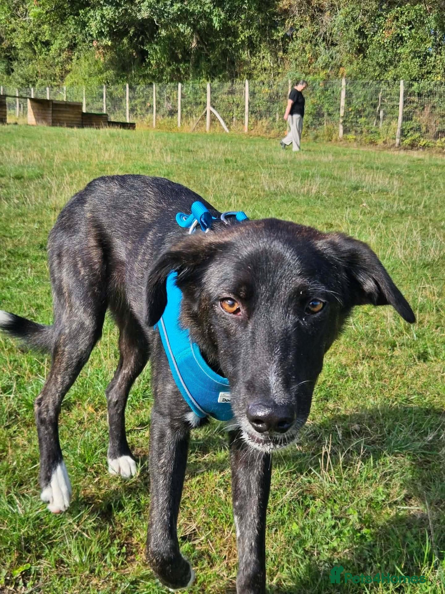 Mixed Breed dogs Green for adoption - Advert 1