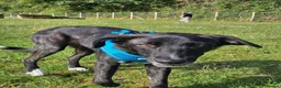 Mixed Breed dogs for adoption: Green for adoption in Hastings - Advert 1