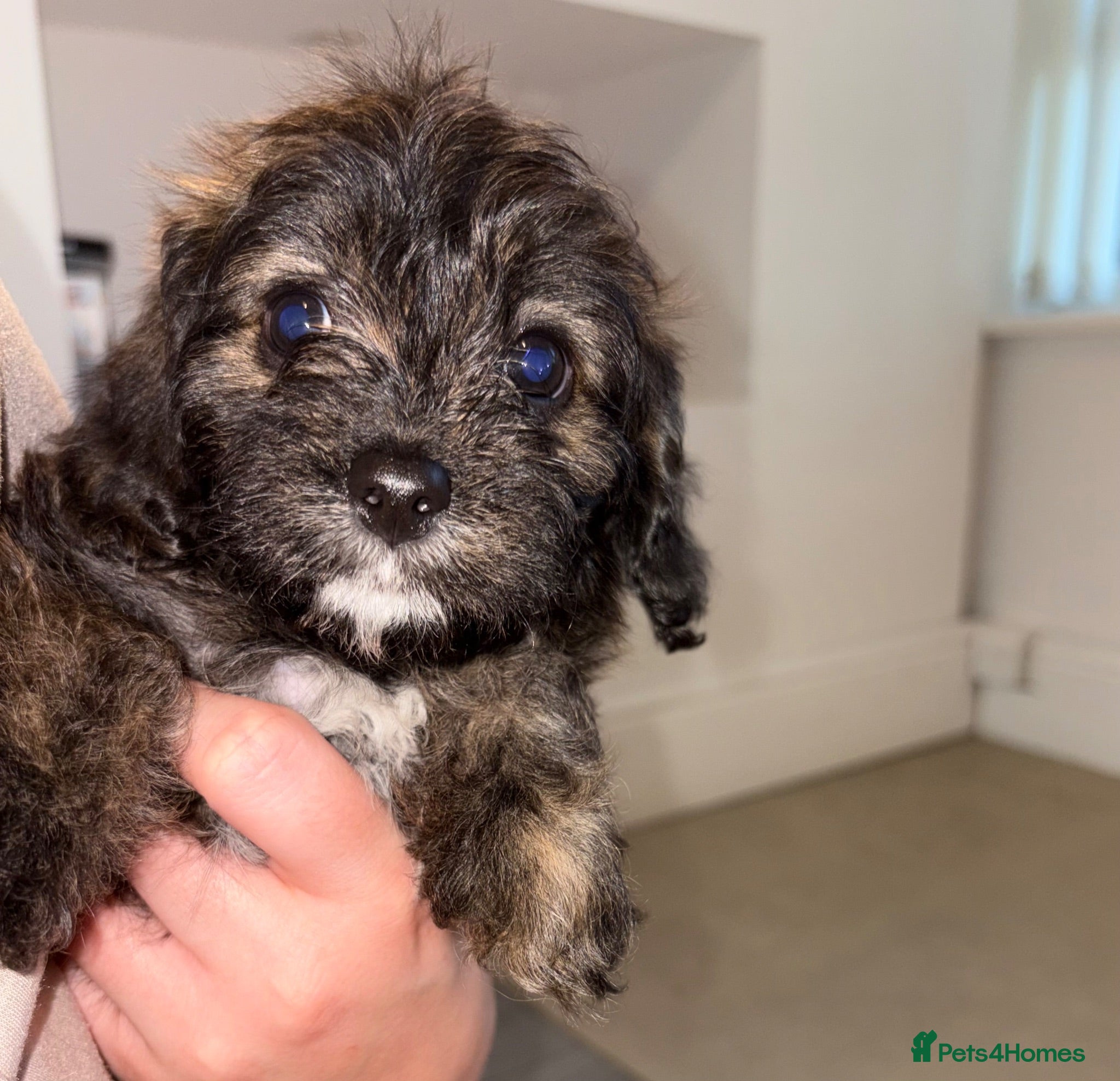 Cavapoochon dogs Cavapoochon puppies for sale - Advert 3