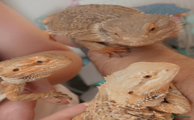 Bearded Dragon reptiles - Advert 14