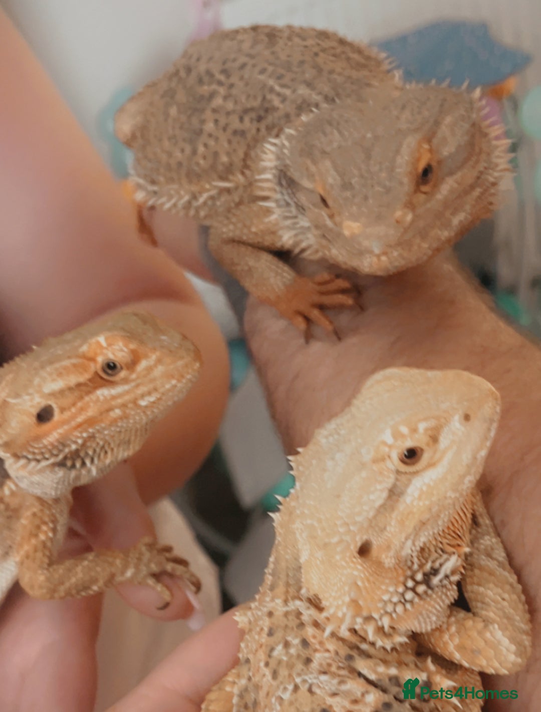 Bearded Dragon reptiles for sale: 3 bearded dragons for sale one male two females  - Image 1