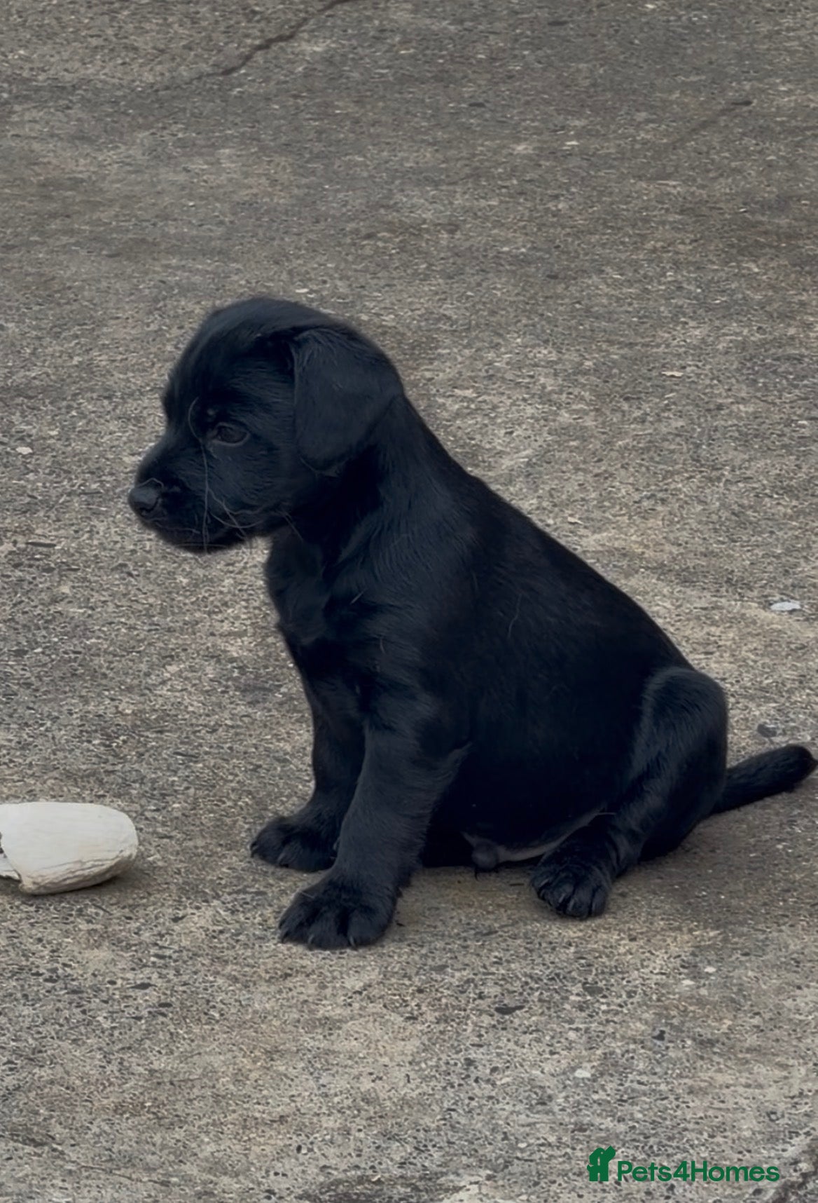 Patterdale Terrier dogs for sale: 3 patterdale terriers puppies available  - Advert 1
