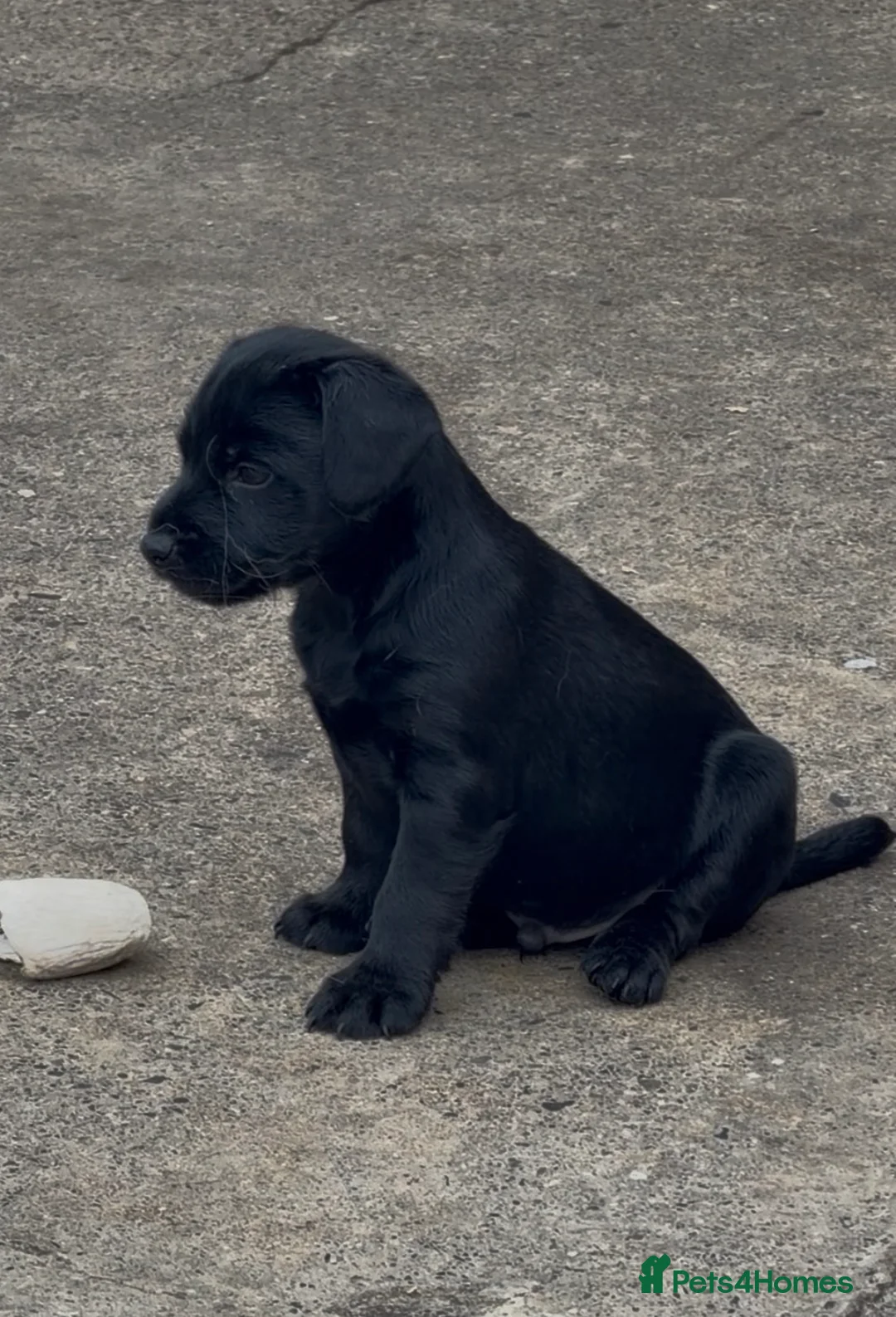 Patterdale Terrier dogs for sale: 3 patterdale terriers puppies available  - Advert 1