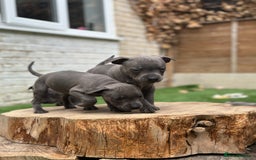 Staffordshire Bull Terrier dogs for sale: Quality Staffordshire Bull Terriers  - Image 4