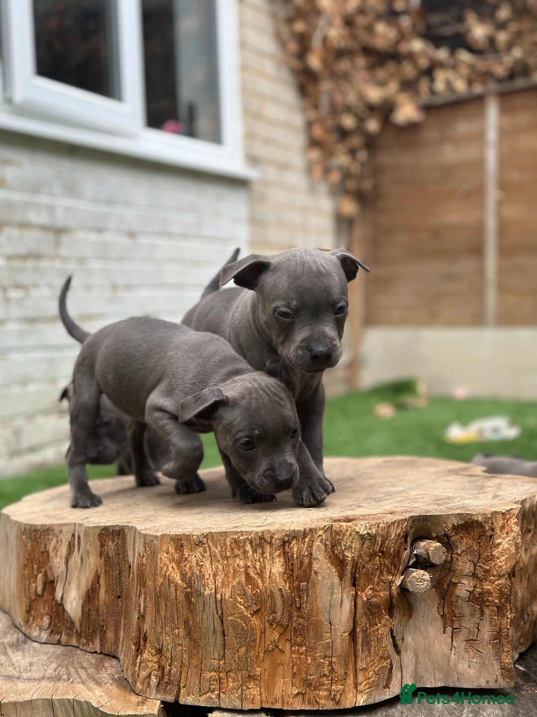 Staffordshire Bull Terrier dogs for sale: Quality Staffordshire Bull Terriers  - Image 4