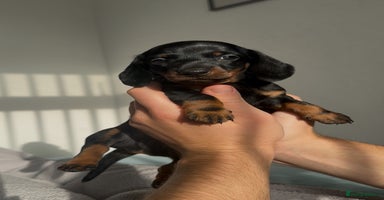Miniature Dachshund dogs - Advert 4