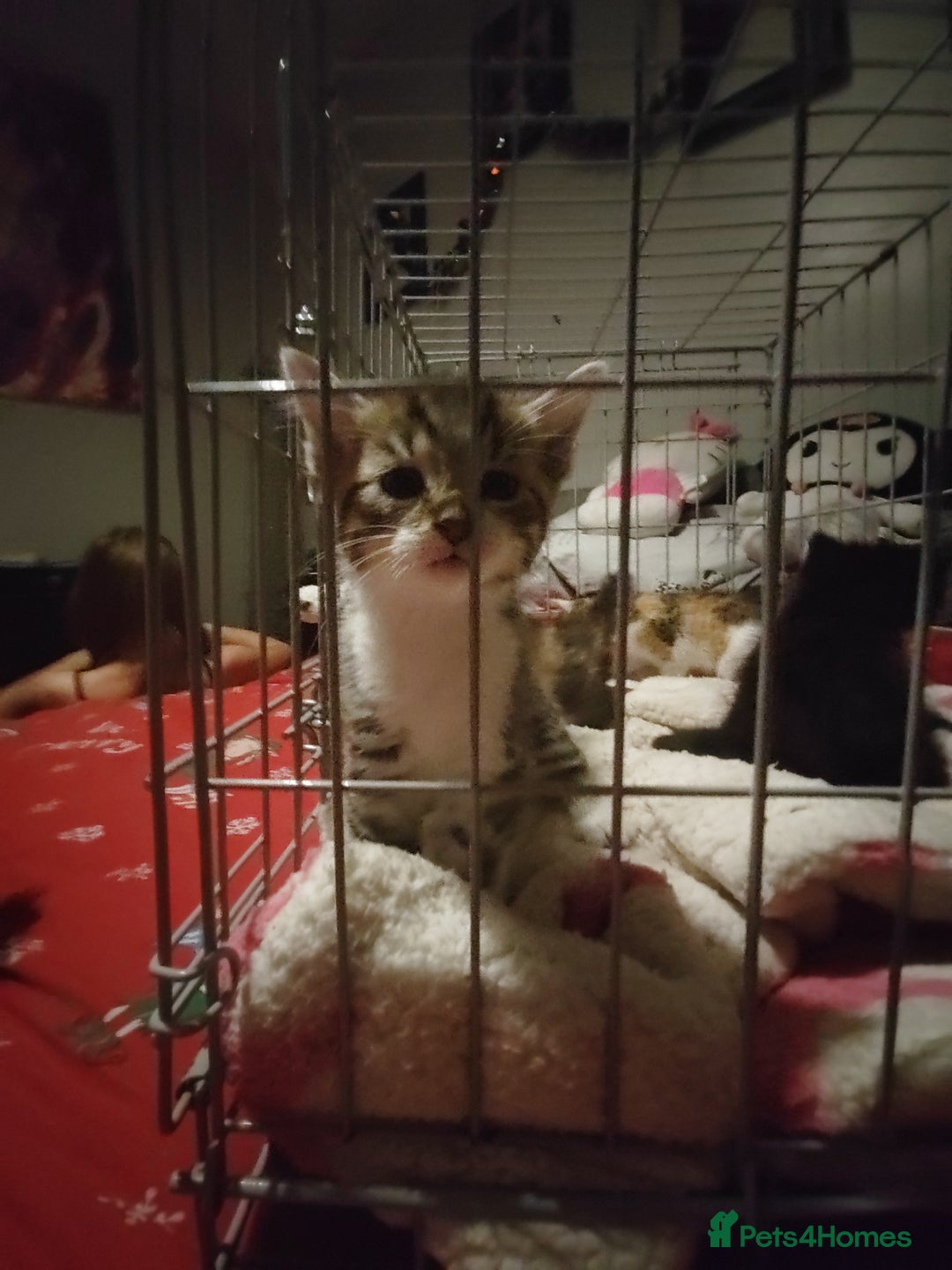 Mixed Breed cats for sale: Beautiful fluffy kittens  - Advert 7