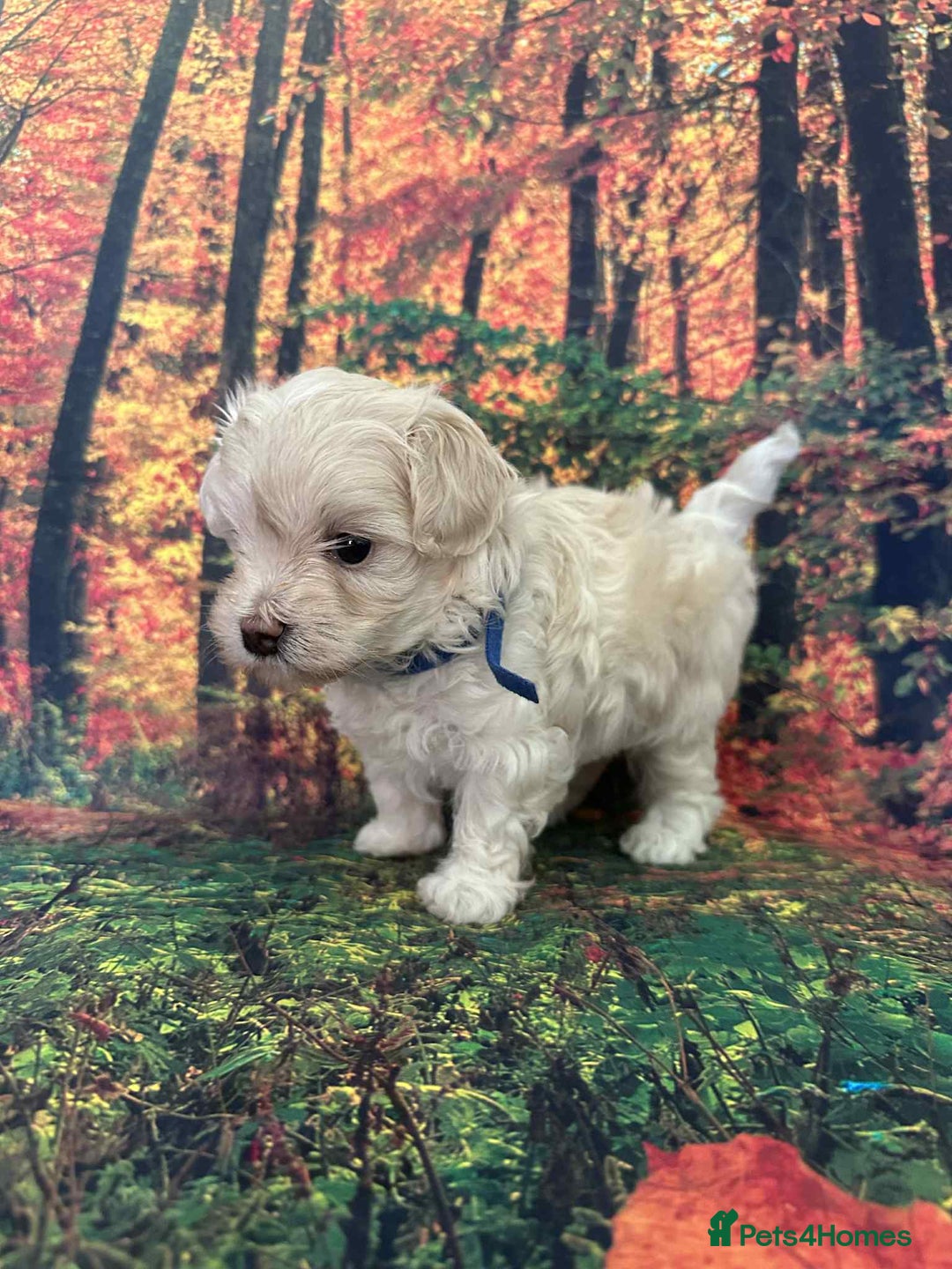 Maltipoo dogs for sale: Korean maltipoo puppies - Image 6
