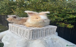 Angora rabbits for sale: Harlequin and blue (grey ) angoras  - Image 21