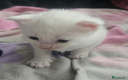 British Shorthair cats for sale: Darling Kittens  - Image 1