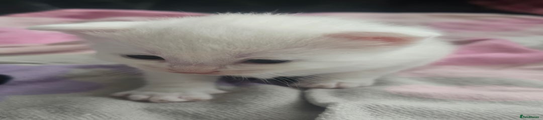 British Shorthair Kitten 1