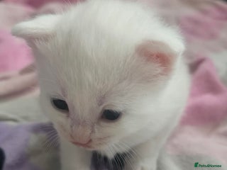 British Shorthair cats - Advert 1