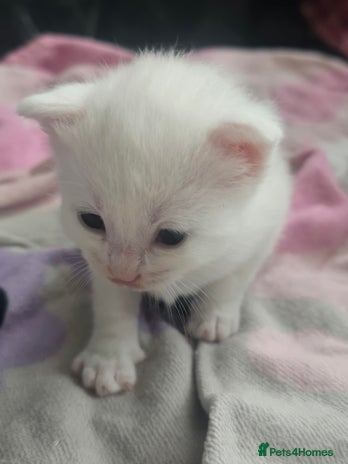 British Shorthair cats - Advert 1