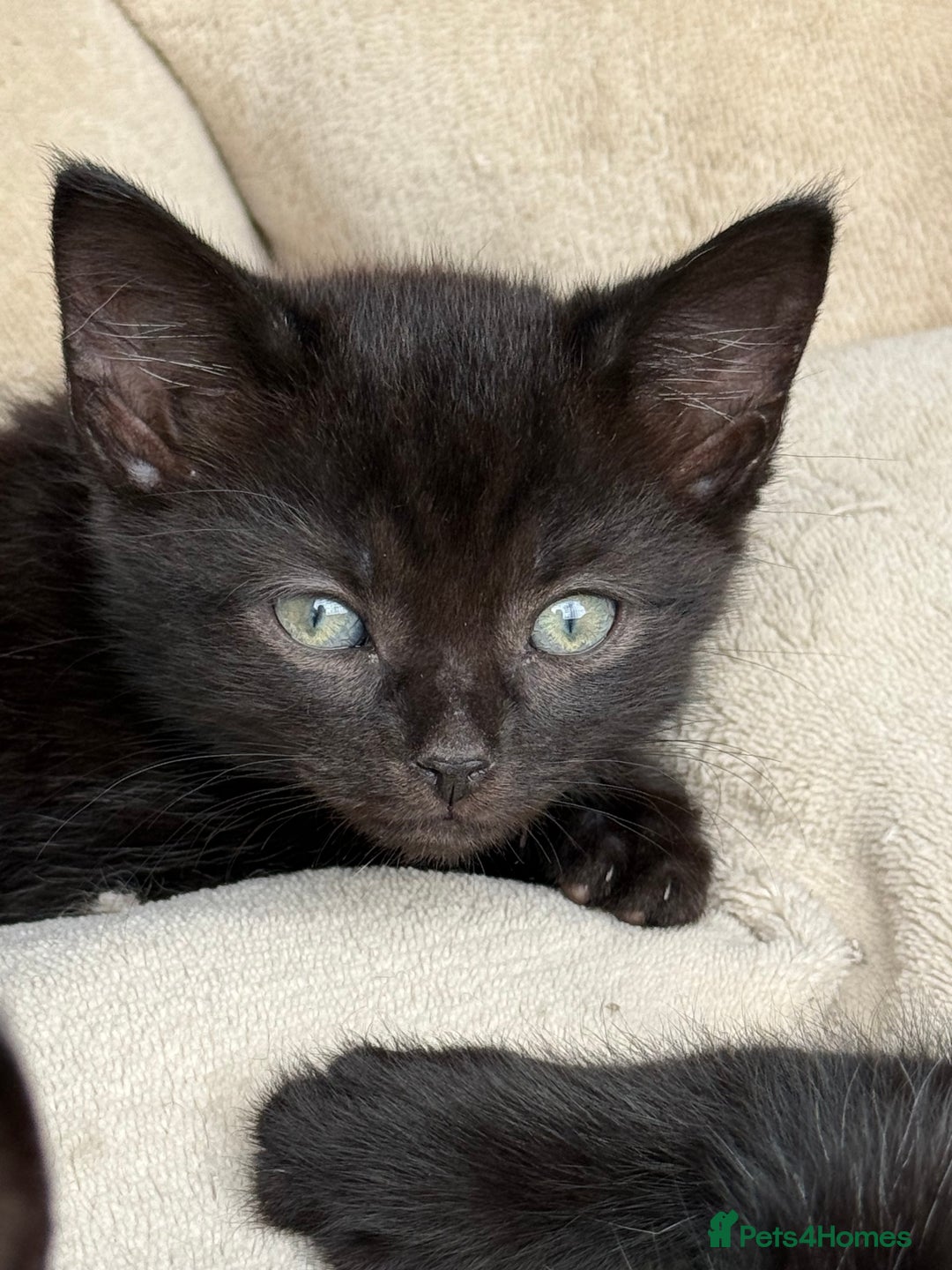 Mixed Breed cats for sale: Friendly kittens ready now ❤️ - Image 5