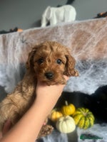 Cavapoo dogs - Advert 1