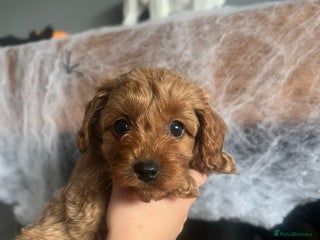 Cavapoo dogs - Advert 6