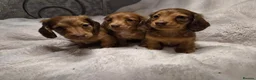 Miniature Dachshund dogs for sale: Longhair miniature dachshund puppys 🐶  - Advert 4