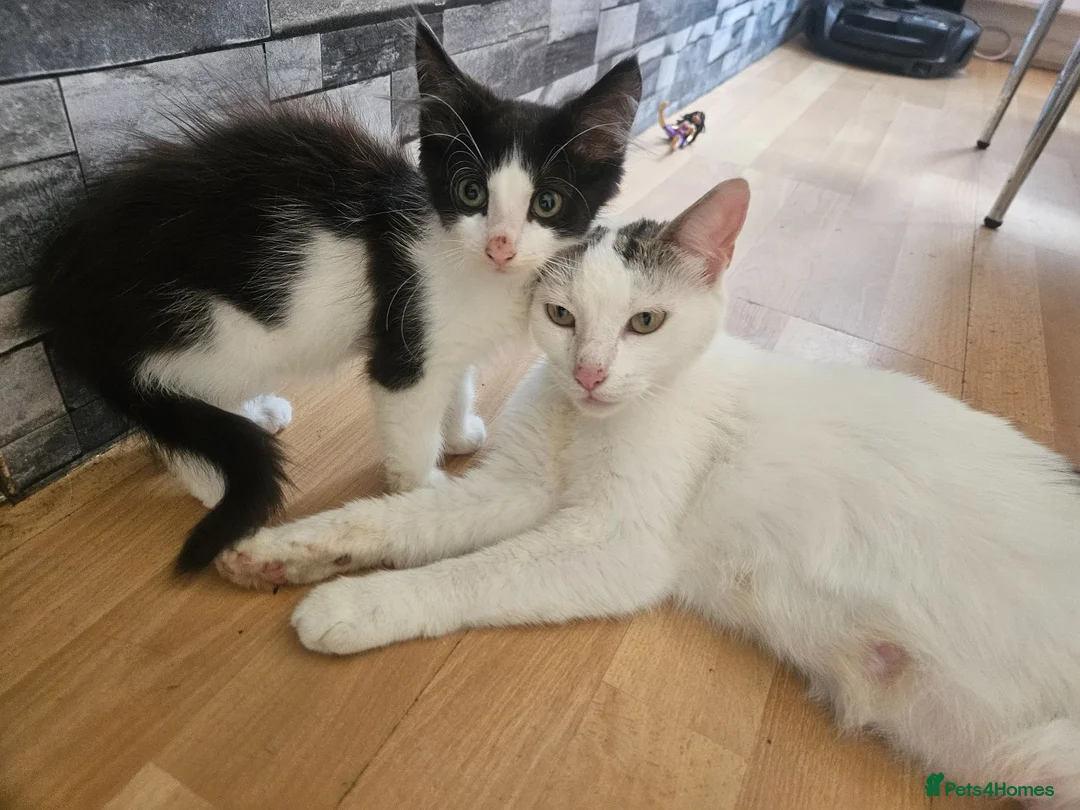 Mixed Breed cats for sale: Adorable Kittens ready for their forever homes in Biggleswade - Advert 2