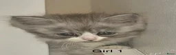 Persian cats for sale: 3 Stunning Kittens  - Advert 4
