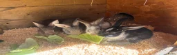 Mixed Breed rabbits for sale: gorgeous baby bunnies  - Advert 4