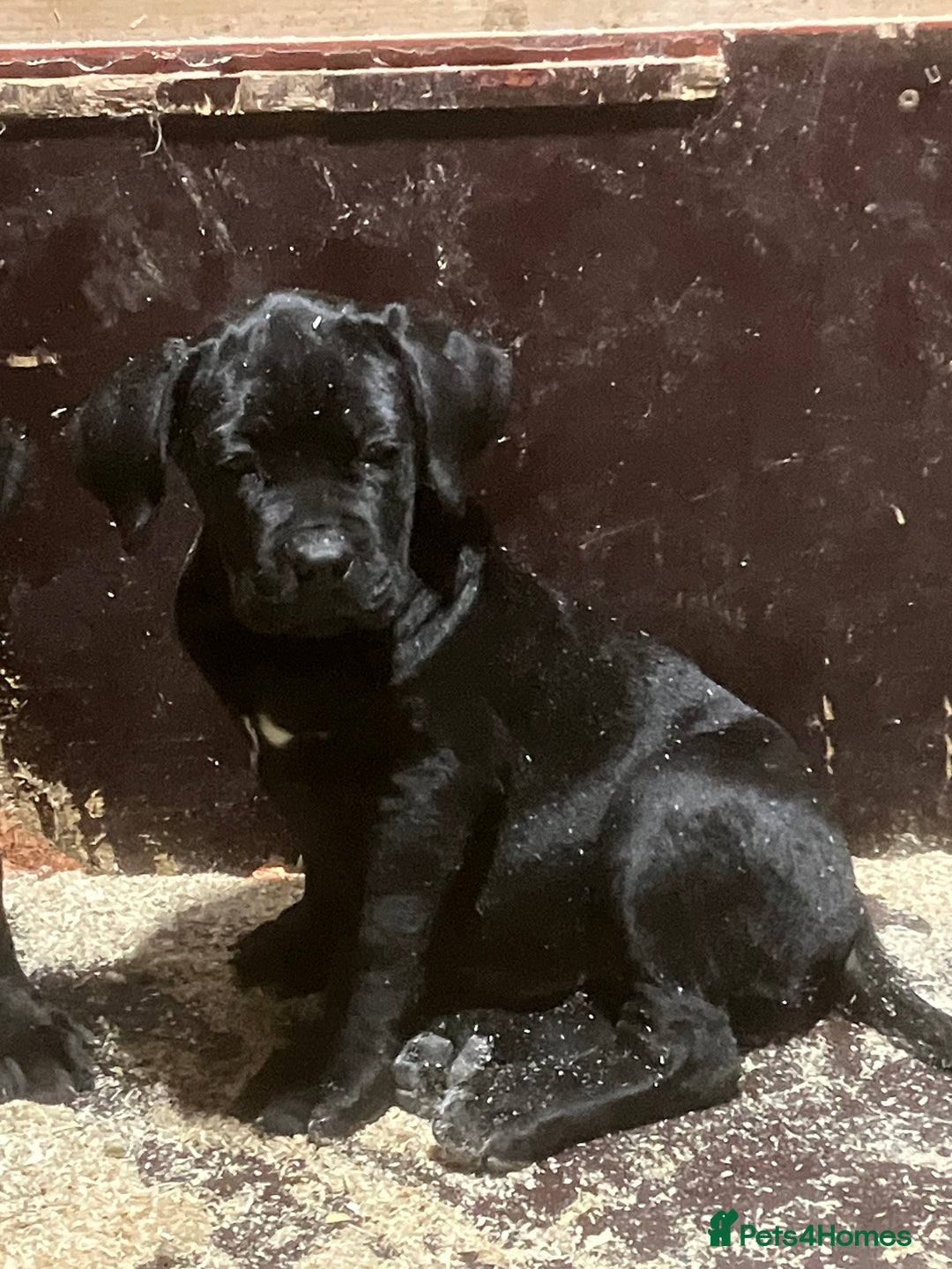 Cane Corso dogs for sale: All are now sold  - Advert 8