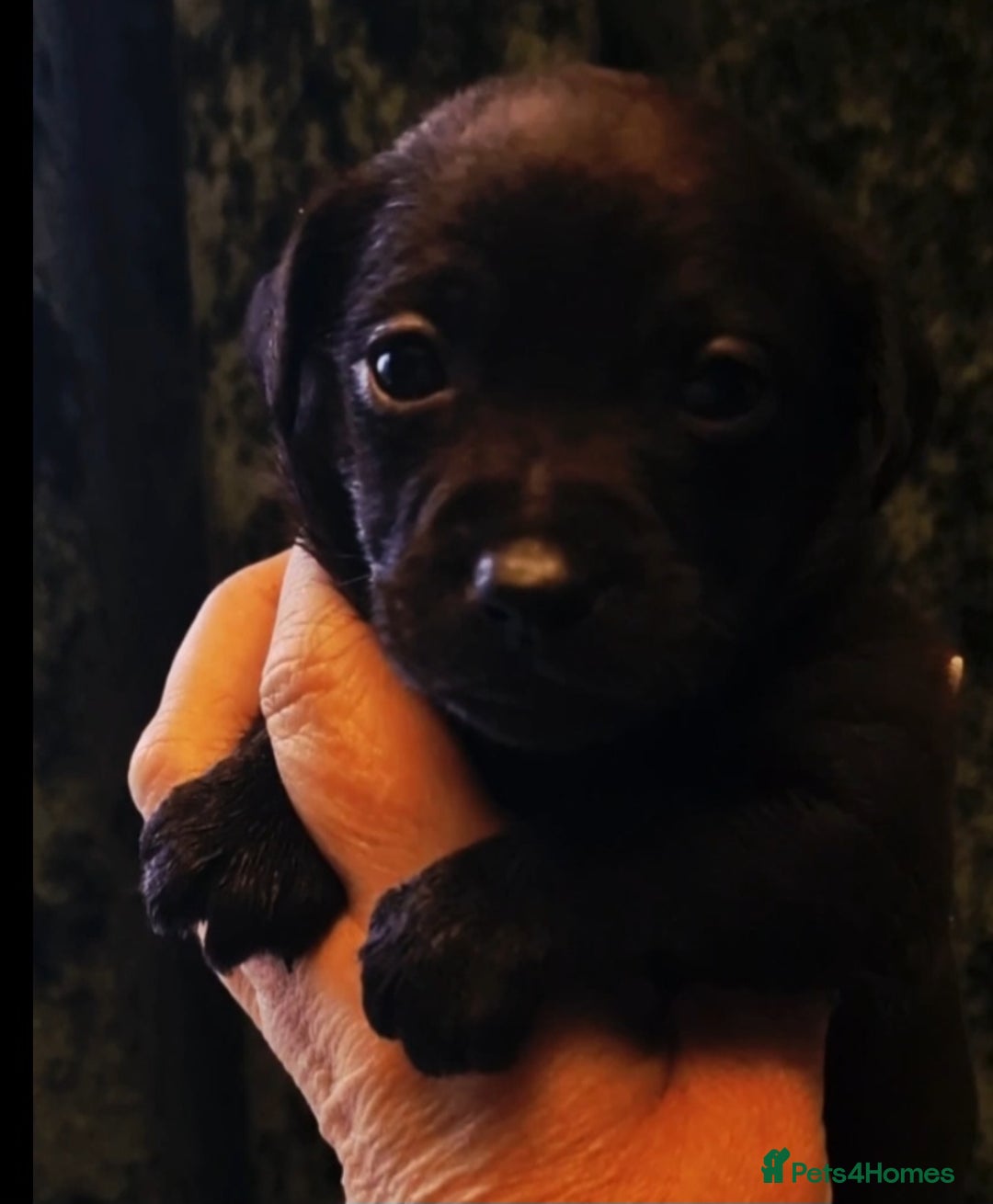 Mexican Hairless dogs for sale: 2 mini girls 2 coated boys - Advert 26