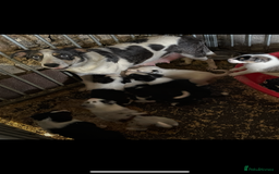Border Collie dogs for sale: Beautiful cheeky border collies for sale - Image 5
