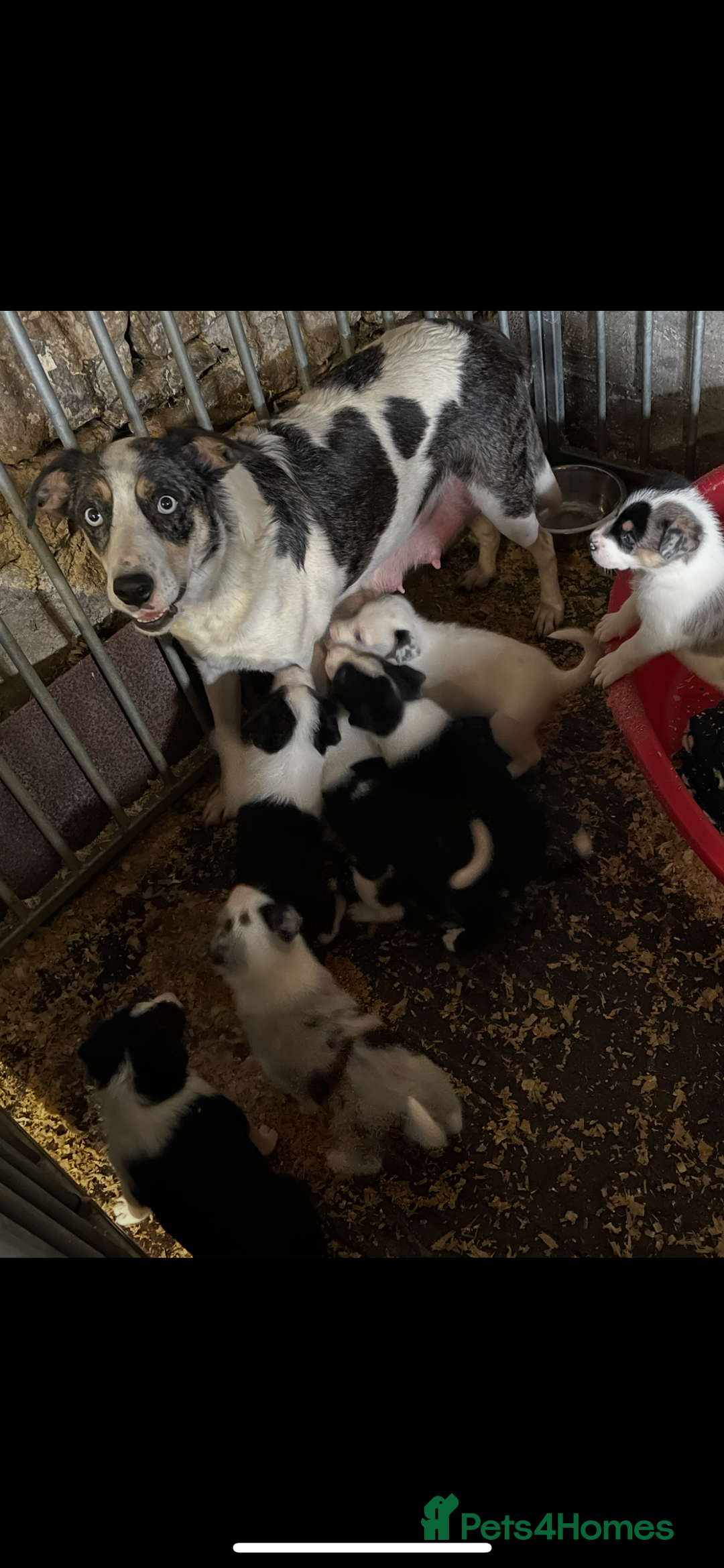 Border Collie dogs for sale: Beautiful cheeky border collies for sale - Image 5