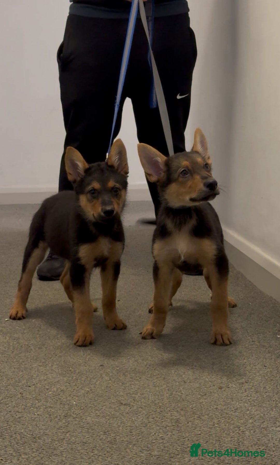 German Shepherd dogs for sale: Exceptional German Shepherd Girls  - Advert 7