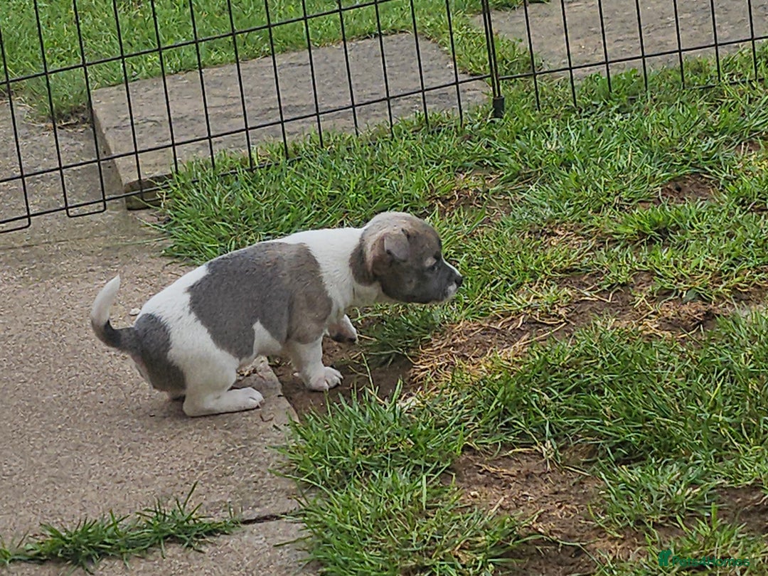 Chihuahua dogs for sale: 3/4 chihuahua 1/4 jack Russell  - Image 2