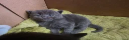 Mixed Breed cats for sale: 3 stunning kittens for sale - Advert 4