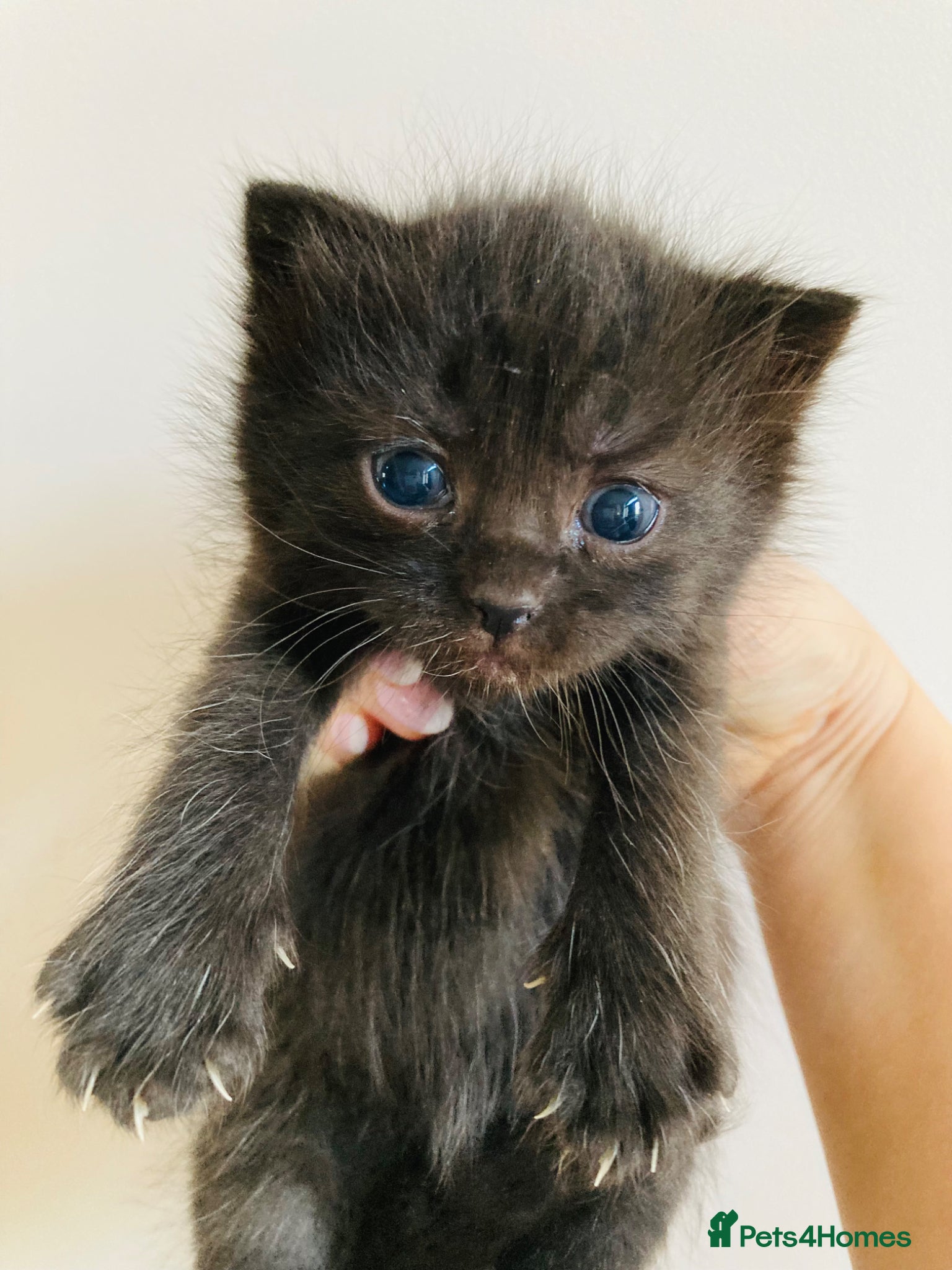 Mixed Breed cats British Long Hair mix Kitten - Advert 1