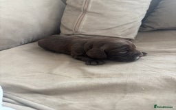 Cocker Spaniel dogs for sale: Cocker spaniel puppies  - Image 26