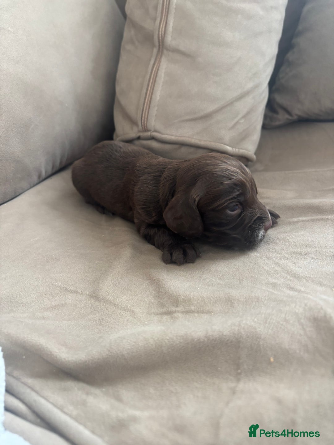 Cocker Spaniel dogs for sale: Cocker spaniel puppies  - Image 26