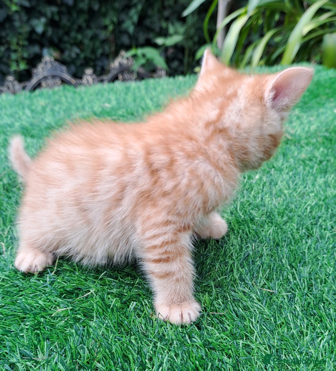 Mixed Breed cats for sale: Gorgeous Ginger Maine Coon x Kittens - Image 7