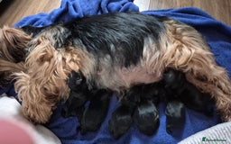 Yorkshire Terrier dogs for sale: Full pedigree Yorkshire terrier  - Image 7