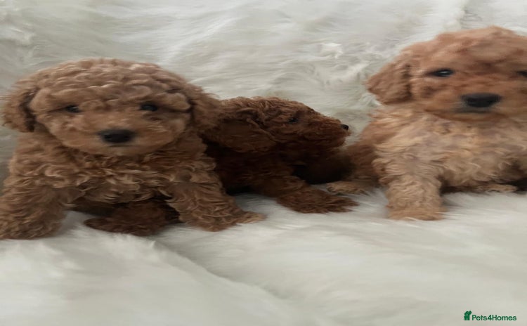 Cavapoo dogs Mixed litter of adorable cavapoo puppies - Advert 1