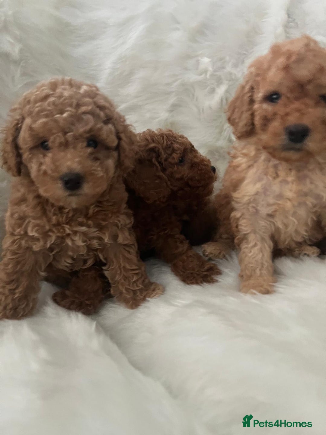 Cavapoo dogs for sale: Mixed litter of adorable cavapoo puppies - Advert 1