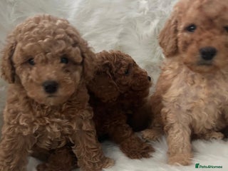 Cavapoo dogs for sale: Mixed litter of adorable cavapoo puppies - Advert 1