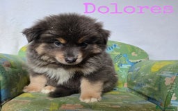 Pomsky dogs for sale: Stunning Pomsky Puppies Ready Now - Image 3